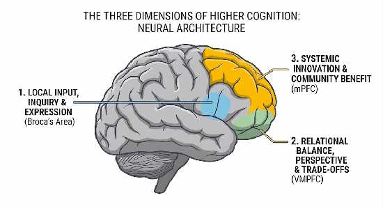 The Three Dimensions of Higher Cognition: Neural Architecture